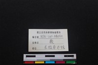 梅花鹿骨藏品圖，第3張
