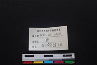梅花鹿骨藏品圖，第3張