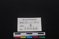 梅花鹿骨藏品圖，第3張