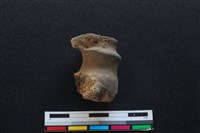 梅花鹿骨藏品圖，第1張