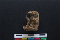 梅花鹿骨藏品圖，第2張