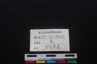 梅花鹿骨藏品圖，第3張