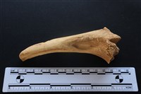 梅花鹿骨藏品圖，第1張