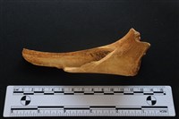 梅花鹿骨藏品圖，第2張