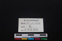 梅花鹿骨藏品圖，第3張