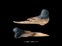 梅花鹿骨藏品圖，第1張