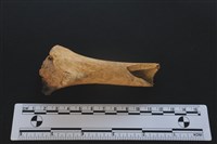 梅花鹿骨藏品圖，第1張