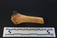 梅花鹿骨藏品圖，第2張