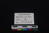 梅花鹿骨藏品圖，第3張