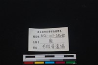 梅花鹿骨藏品圖，第3張