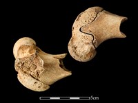 梅花鹿骨藏品圖，第2張