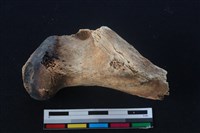 梅花鹿骨藏品圖，第1張