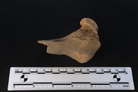 梅花鹿骨藏品圖，第1張