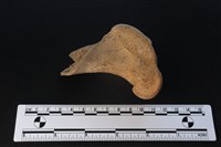 梅花鹿骨藏品圖，第2張