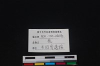 梅花鹿骨藏品圖，第3張