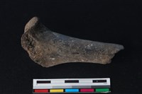 梅花鹿骨藏品圖，第1張