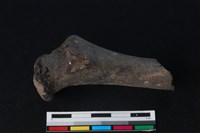 梅花鹿骨藏品圖，第2張