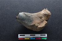 梅花鹿骨藏品圖，第1張