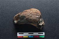 梅花鹿骨藏品圖，第2張