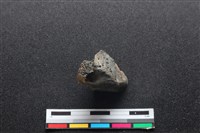 梅花鹿骨藏品圖，第1張