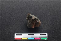 梅花鹿骨藏品圖，第2張