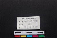 梅花鹿骨藏品圖，第3張