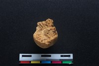 梅花鹿骨藏品圖，第2張