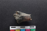 梅花鹿骨藏品圖，第2張