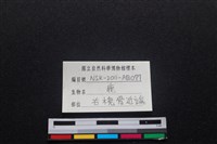 梅花鹿骨藏品圖，第3張