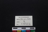 梅花鹿骨藏品圖，第3張