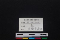 梅花鹿骨藏品圖，第3張