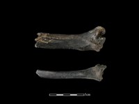 梅花鹿骨藏品圖，第1張