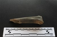 梅花鹿骨藏品圖，第1張