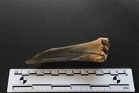 梅花鹿骨藏品圖，第2張