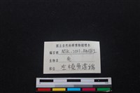 梅花鹿骨藏品圖，第3張