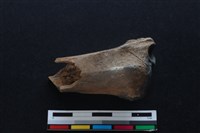 梅花鹿骨藏品圖，第1張