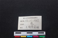 梅花鹿骨藏品圖，第3張