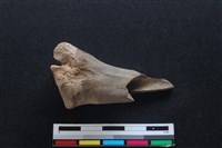 梅花鹿骨藏品圖，第1張