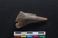 梅花鹿骨藏品圖，第2張