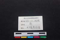 梅花鹿骨藏品圖，第3張