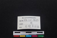 梅花鹿骨藏品圖，第3張