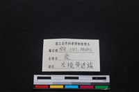 梅花鹿骨藏品圖，第3張