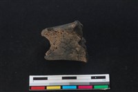 梅花鹿骨藏品圖，第1張