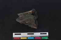 梅花鹿骨藏品圖，第2張