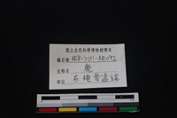 梅花鹿骨藏品圖，第3張