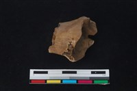 梅花鹿骨藏品圖，第2張