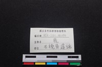 梅花鹿骨藏品圖，第3張
