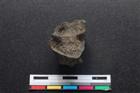 梅花鹿骨藏品圖，第2張