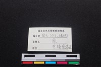 梅花鹿骨藏品圖，第3張