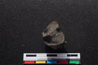 梅花鹿骨藏品圖，第2張